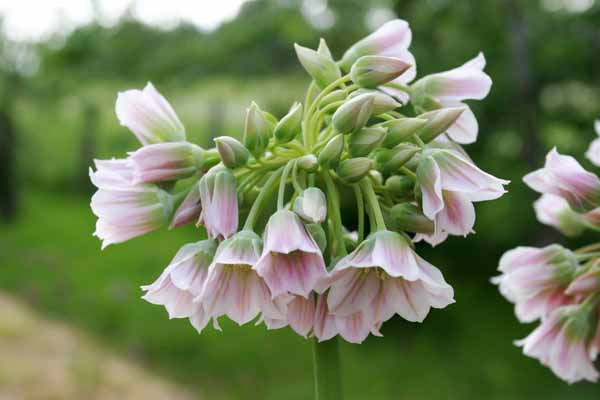 Nectaroscordum tripedale